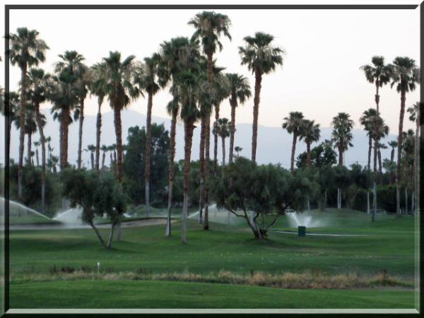 beautiful mesquite golf  with numerous palm trees