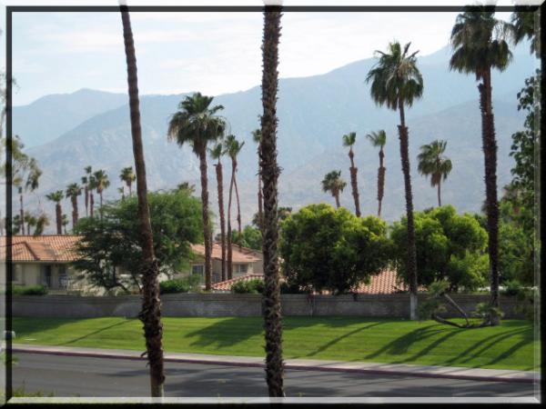 Palm Trees with mountain in the background
